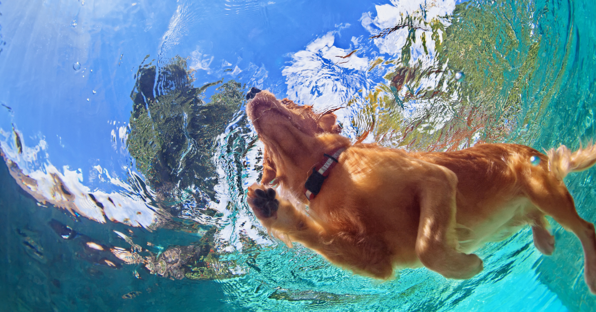 Golden online retriever water