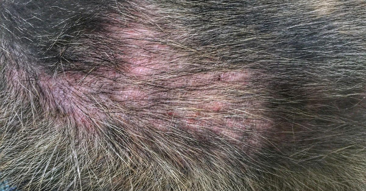 Medicine for flea bites on dogs online