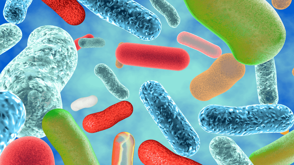 Ingredient Spotlight: Our 8-Strain Probiotic Blend