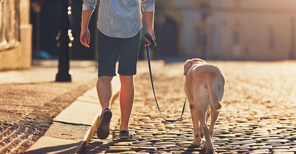 Why is it Important to Walk Your Dog?