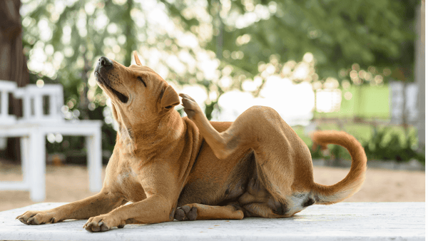 Best Supplements for Dogs Itchy Skin
