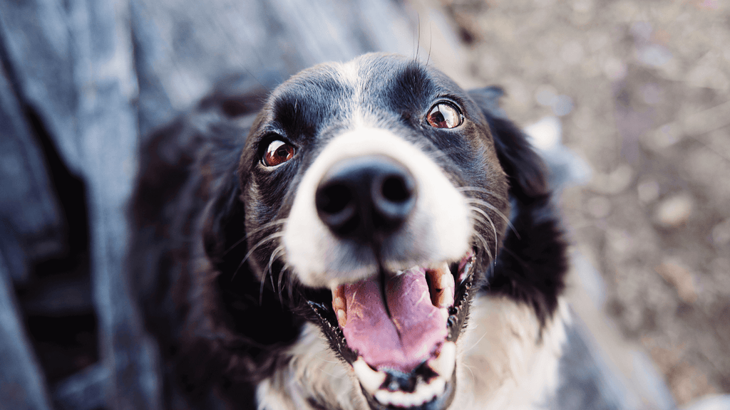 How Important Is Your Dog's Gut Health?
