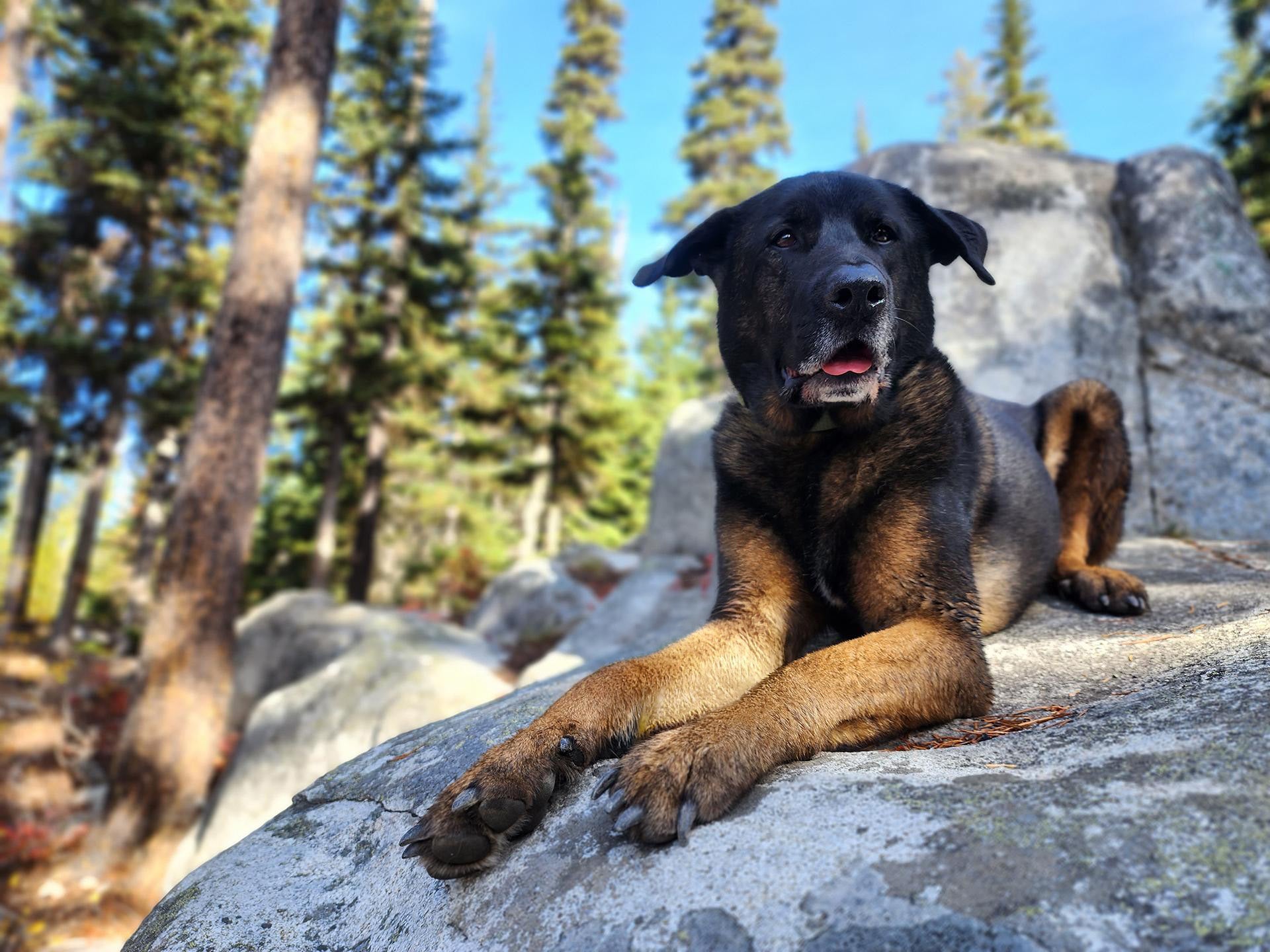 Green-Lipped Mussel for Dogs: Joint Support Basics and What to Expect