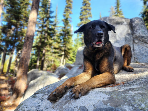 Green-Lipped Mussel for Dogs: Joint Support Basics and What to Expect