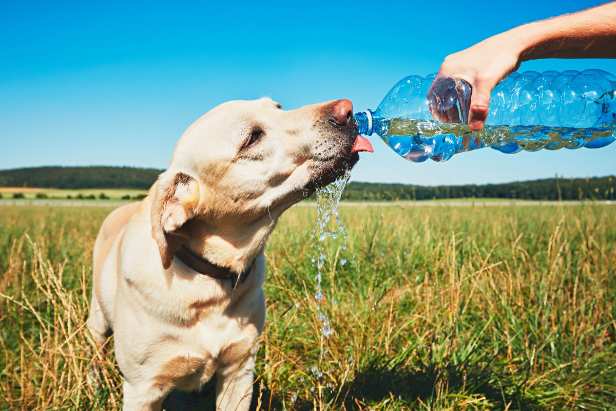 Signs of Dehydration in Dogs