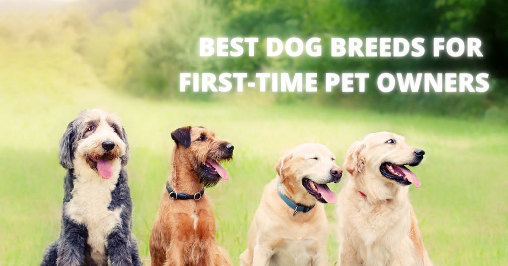 15 Best Dog Breeds for First-Time Pet Owners