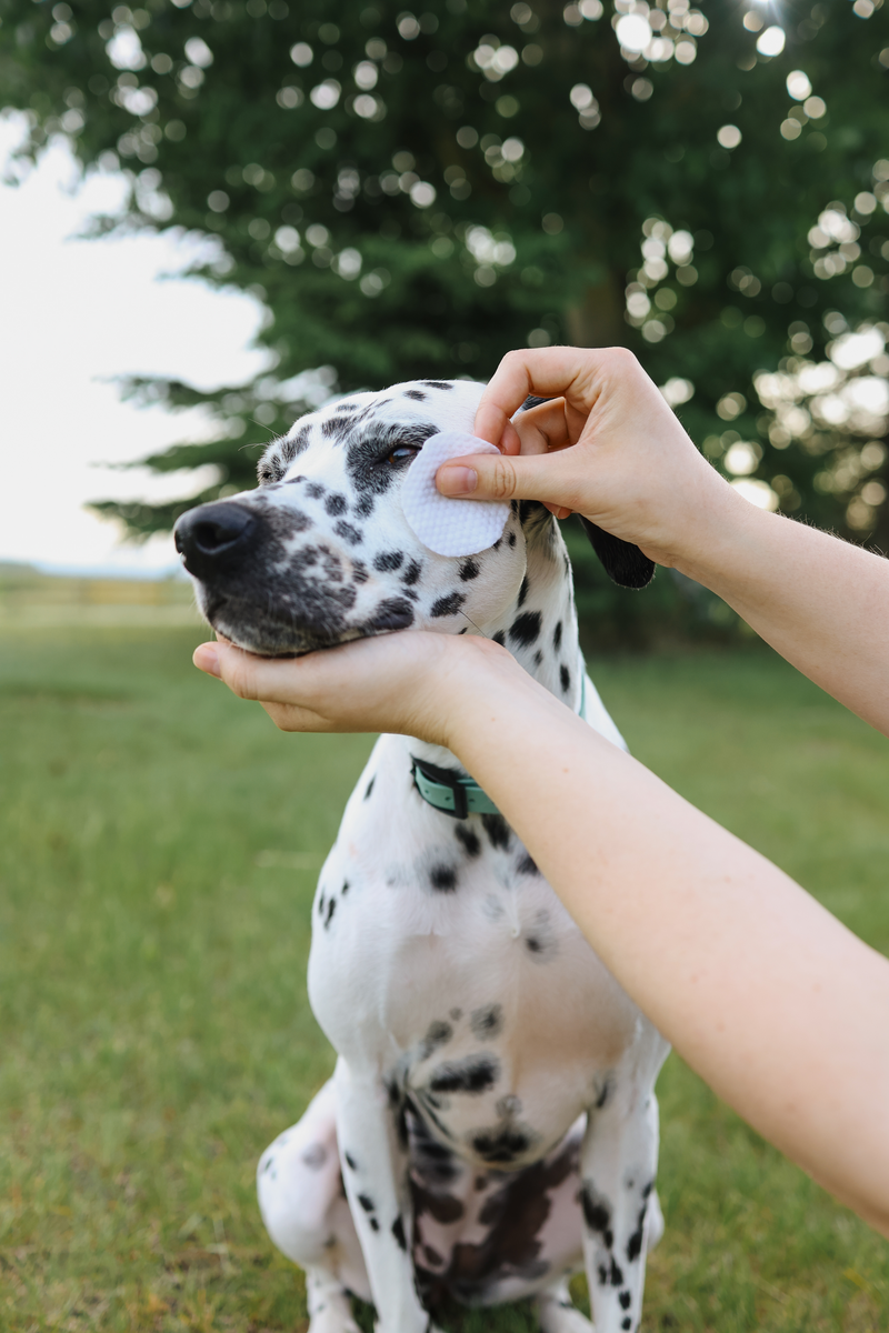 Which Dog Breeds Are Prone to Tear Stains?