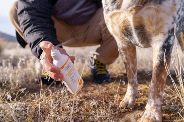Dog Licking and Chewing Paws: What Does It Mean?