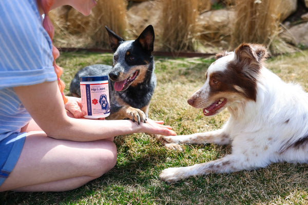 Hip & Joint Support for Dogs: Helping Maintain Mobility and Comfort Over Time