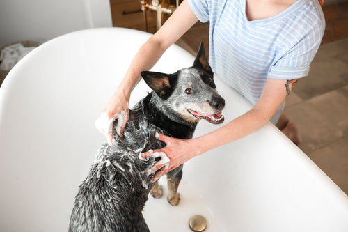 Antifungal Shampoo for Dogs: What It Does and When to See a Vet