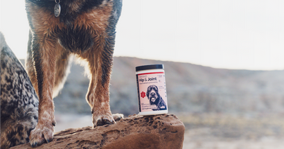 Turmeric for Dogs: Potential Benefits, Risks, and Questions to Ask Your Vet