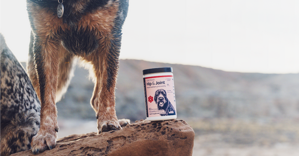 Turmeric for Dogs: Potential Benefits, Risks, and Questions to Ask Your Vet