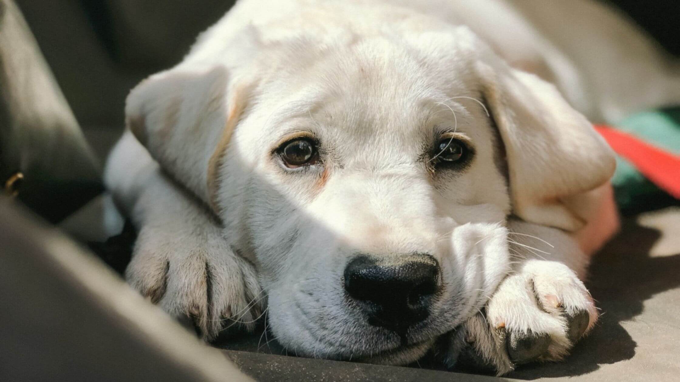 What's Wrong with Your Dog? (By Symptom)