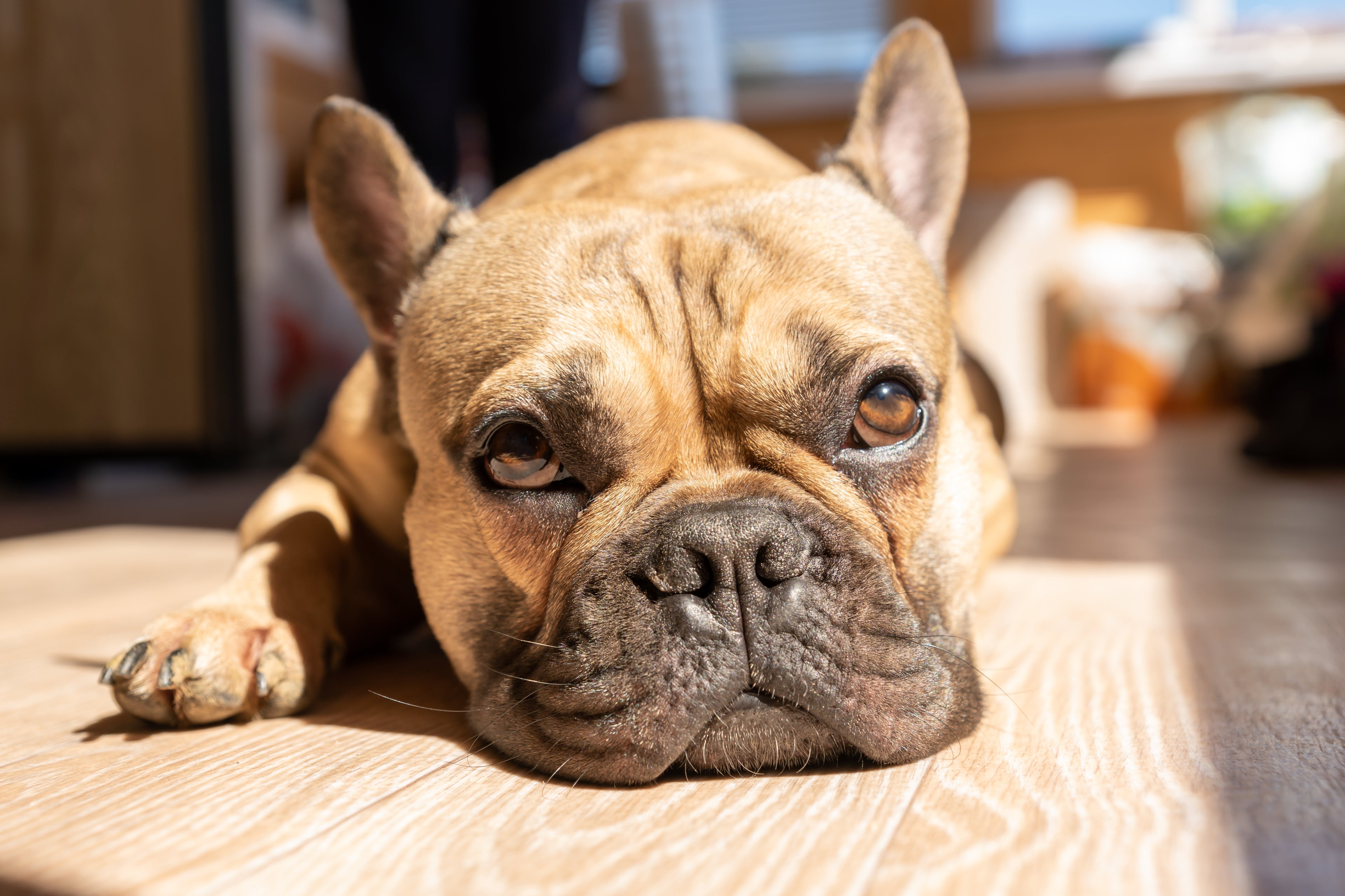 Pet Wellness: The Top 5 Health Issues Every Pet Parent Should Know Abo | Veterinary Formula