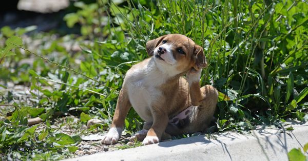 Common Dog Allergies (& Their Symptoms)