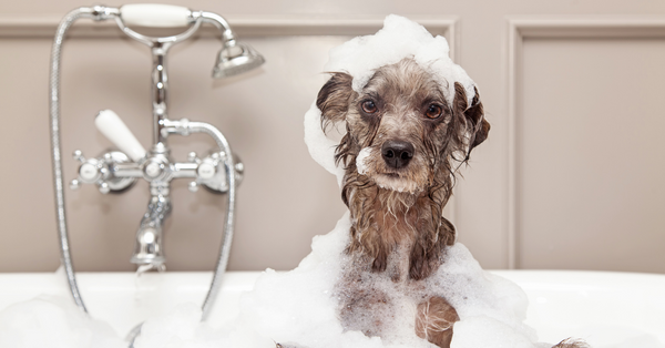 6 Dog Bathing Tips
