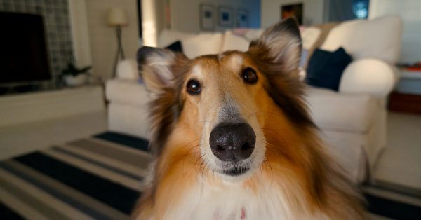 How To Read Your Dog's Body Language