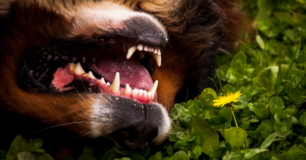 Dental Care for Dogs: Why It's Important