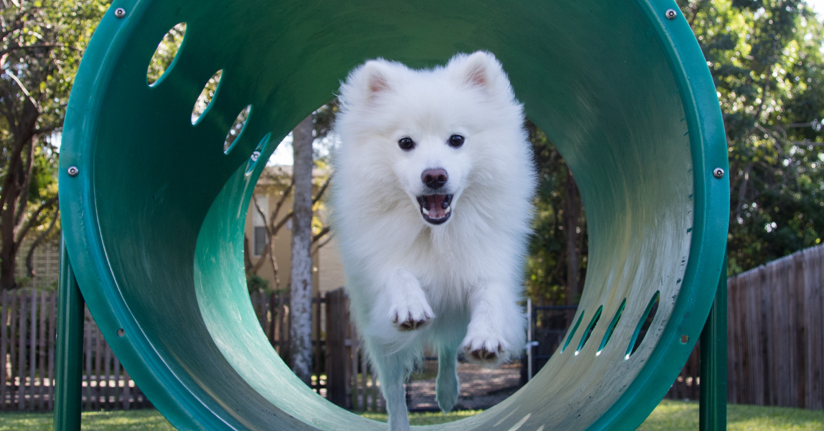 Dog Park Safety Tips