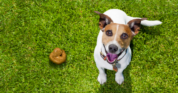 Why Should You Pick up Dog Poop?