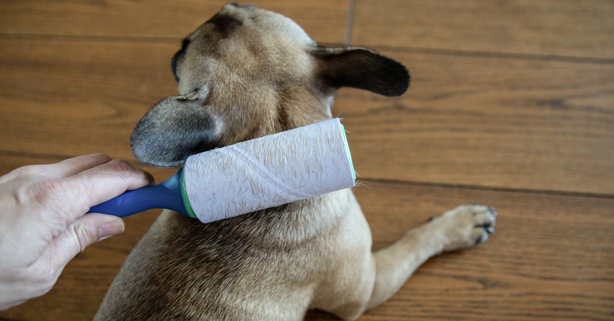 What to do for Excessive Dog Shedding