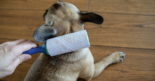 What to do for Excessive Dog Shedding