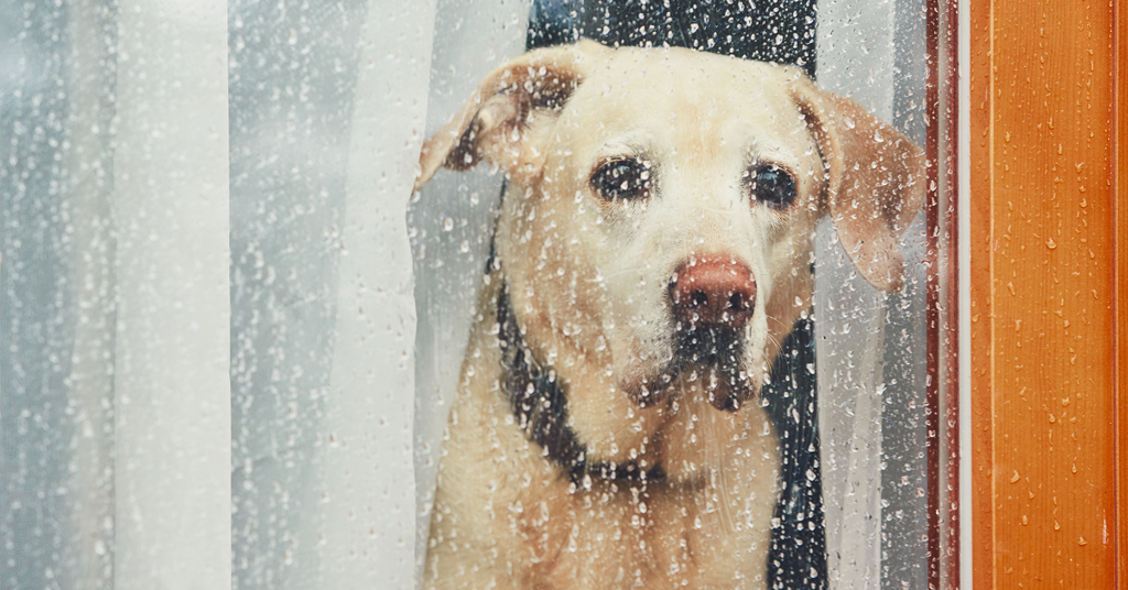 Tips on Leaving Your Dog Alone at Home