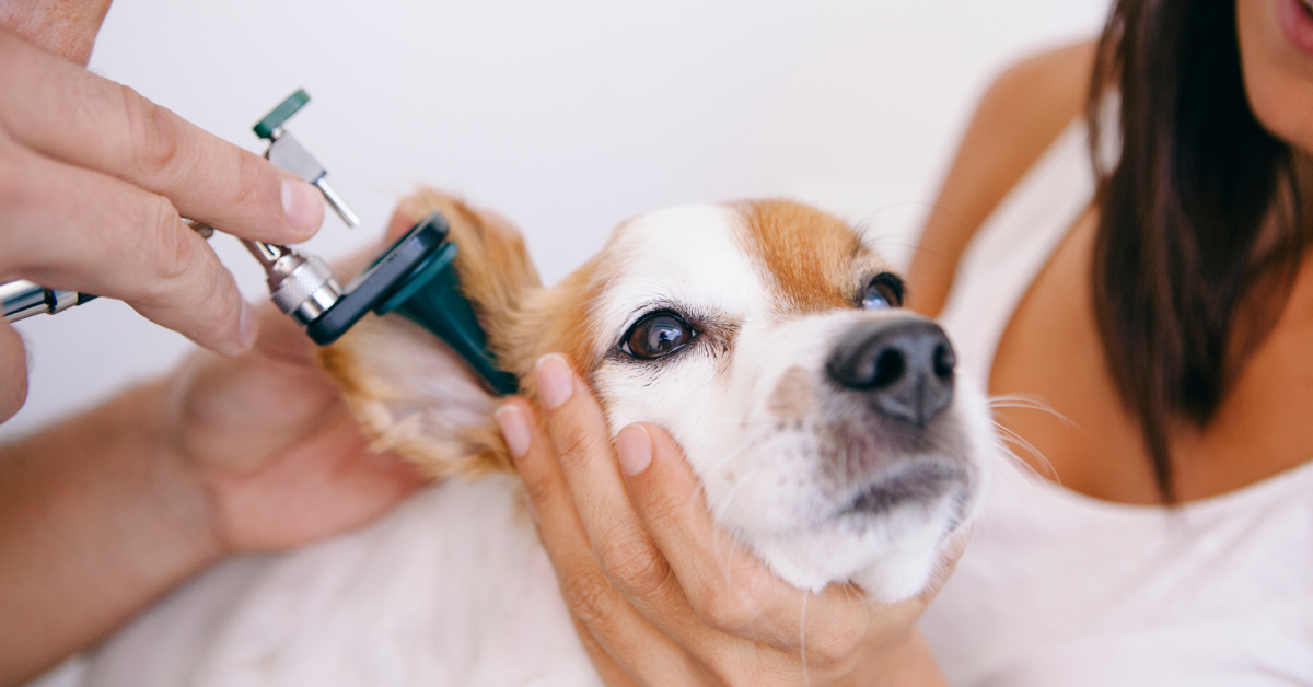 Ear Infections in Dogs