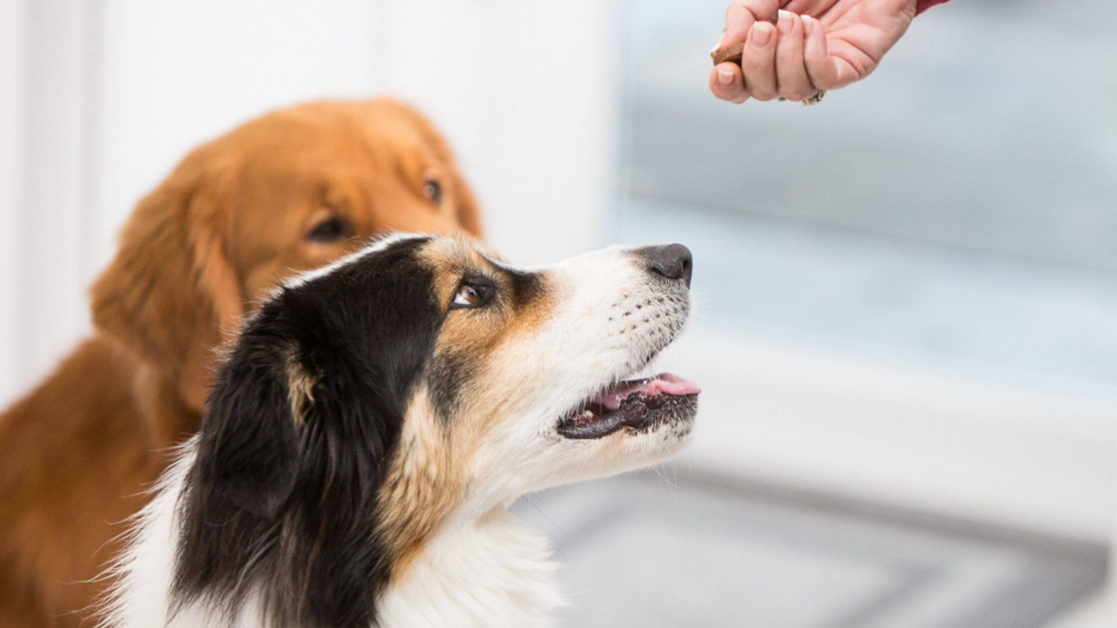 Proper Dosage of Supplements for Dogs