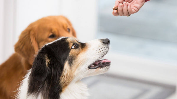 Proper Dosage of Supplements for Dogs