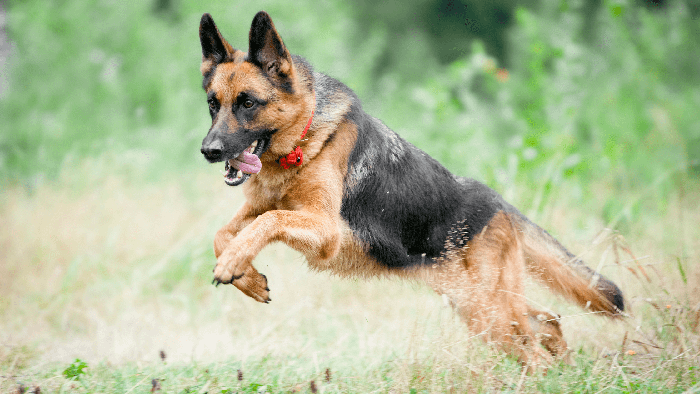 Best Hip & Joint Supplements for Dogs