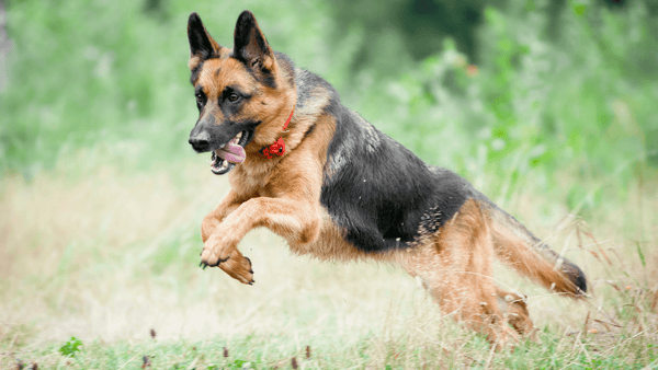 Best Hip & Joint Supplements for Dogs