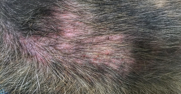 Flea Allergy Dermatitis in Dogs
