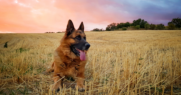 13 Common Health Problems in German Shepherds