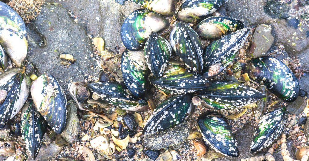 Ingredient Spotlight: Green Lipped Mussels