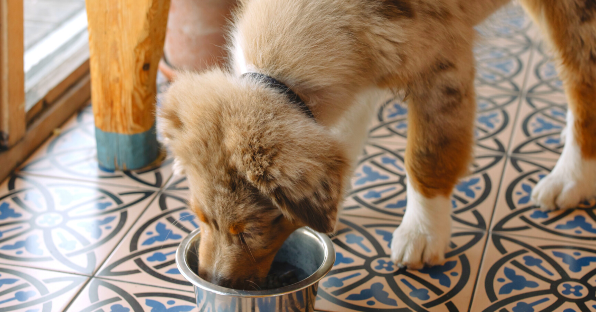 How to Restore Gut Health for Dogs