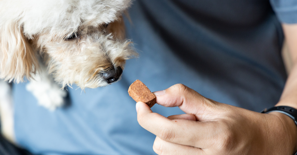 Heartworm in Dogs: What You Need to Know