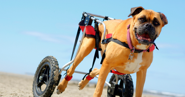 Hip & Elbow Dysplasia in Dogs