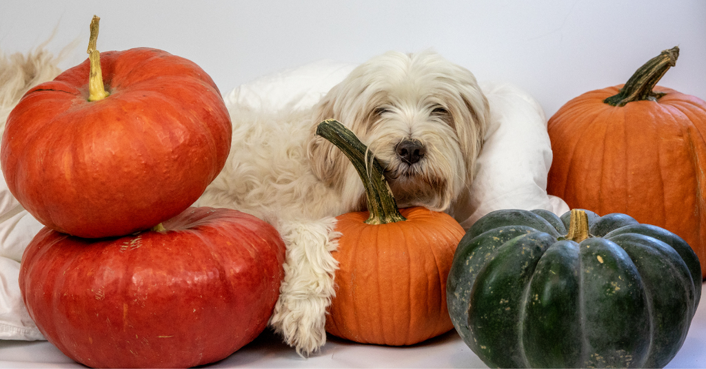 Ingredient Spotlight: The Health Benefits of Pumpkin for Dogs