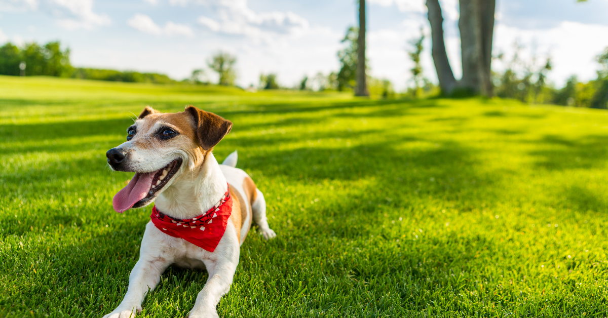 How to Prevent Hot Spots in Dogs in Summer