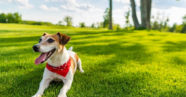 How to Prevent Hot Spots in Dogs in Summer