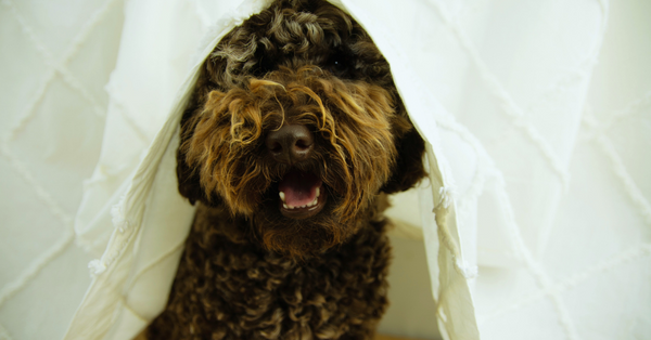 Ingredient Spotlight: L-Theanine