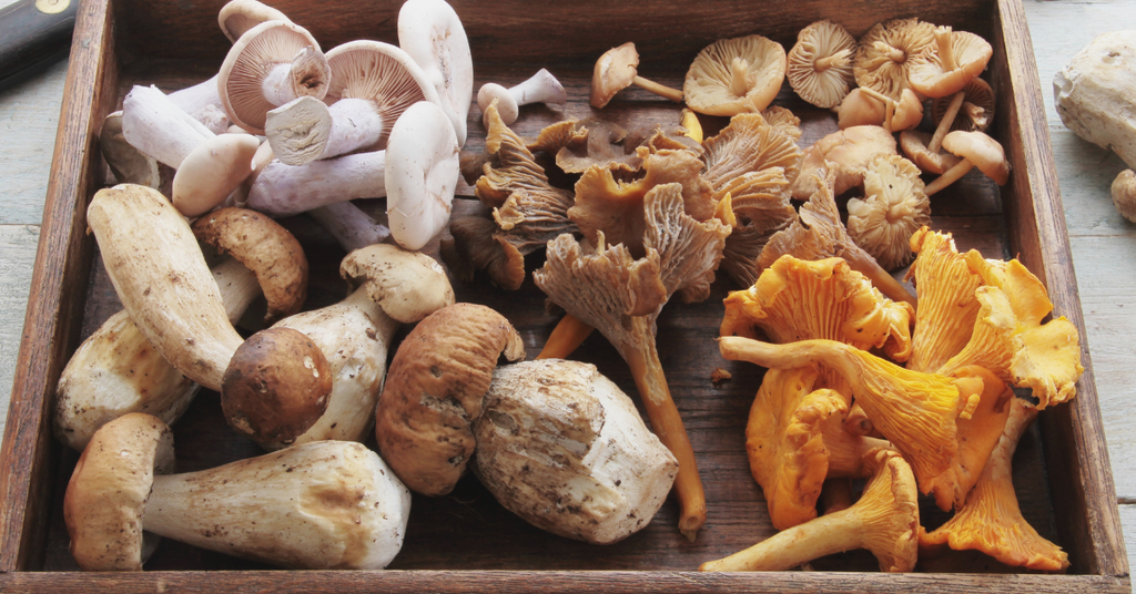 Ingredients Spotlight: Benefits of Mushrooms for Dogs