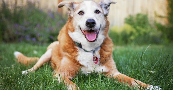 Senior Dog Essentials