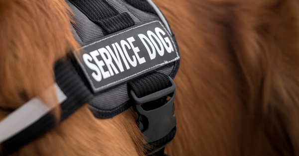 Difference Between Service, Therapy and Emotional Support Animals