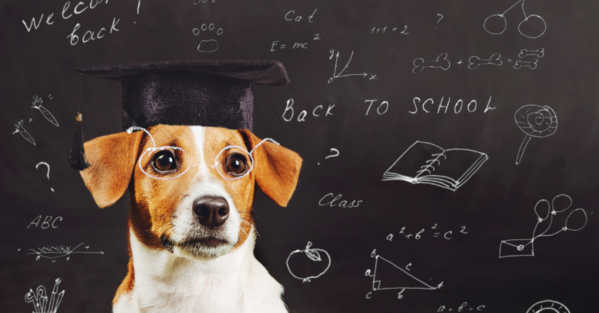 Top 10 Smartest Dog Breeds
