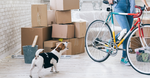 Common Signs of Stress in Dogs