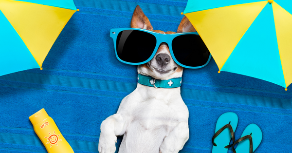 Summer Safety Tips for Dogs
