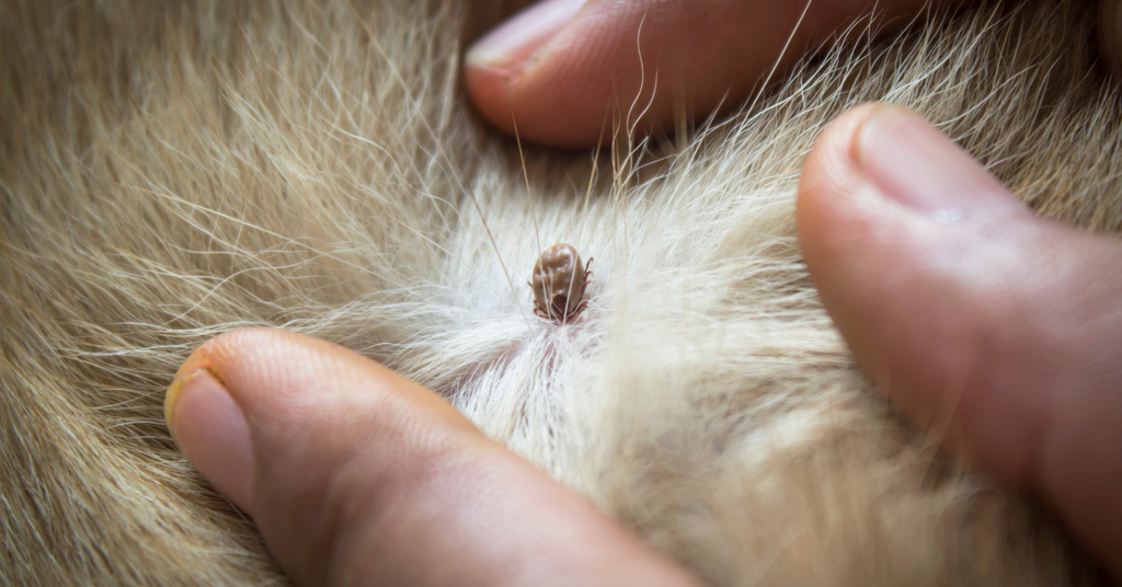 8 Spots where Ticks Hide on Dogs
