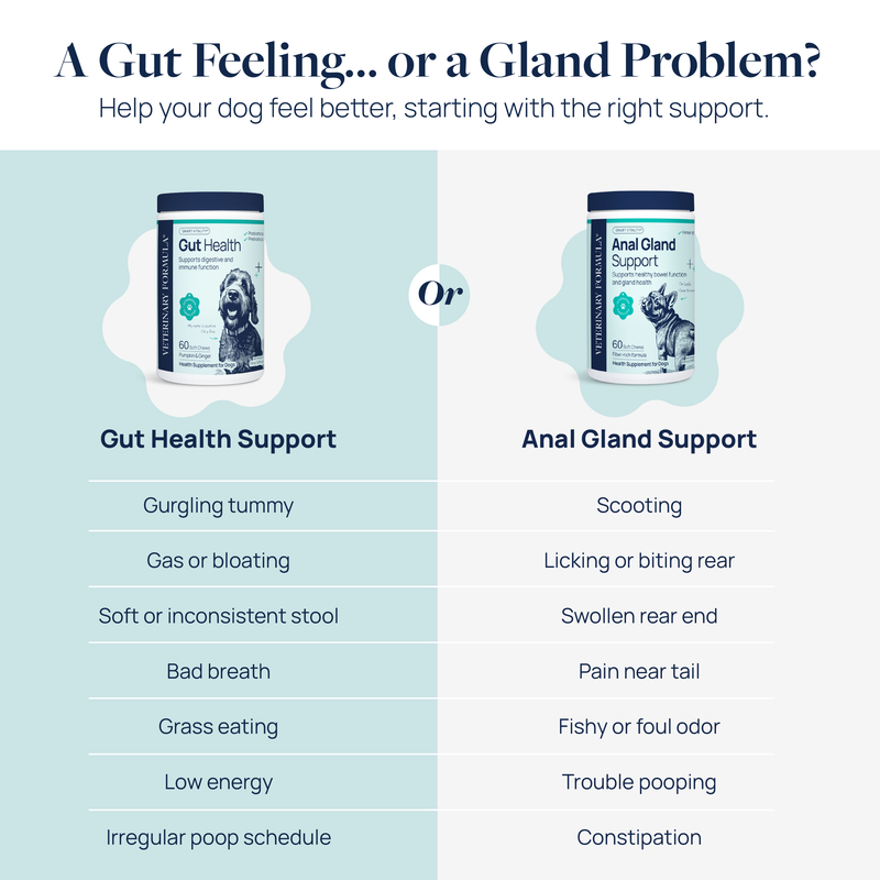 Gut Health Supplement